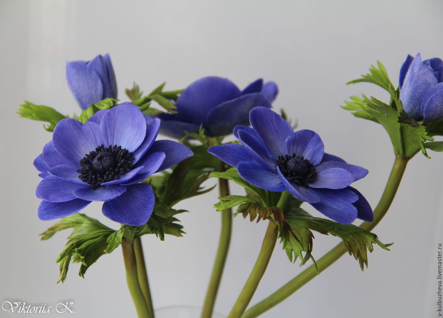 Синие цветы на языке цветов. Анемона Кармель Блю. Анемона ветреница голубая. Anemones цветы синие. Анемоны в Греции.