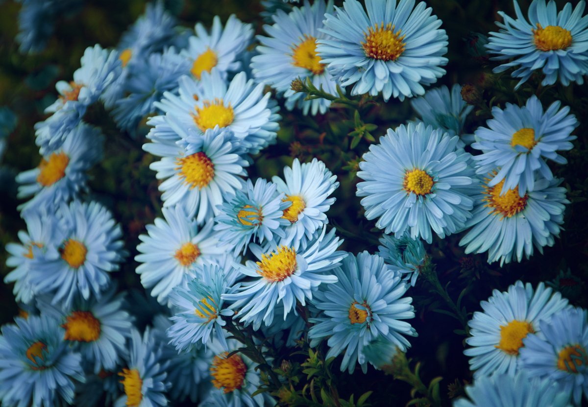 Астра кустарниковая Aster dumosus
