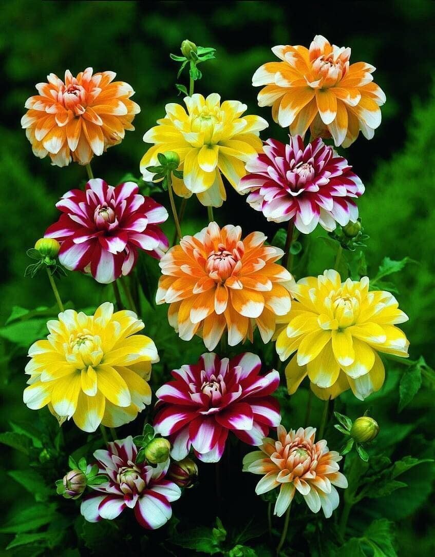 Георгины Dahlia Mix