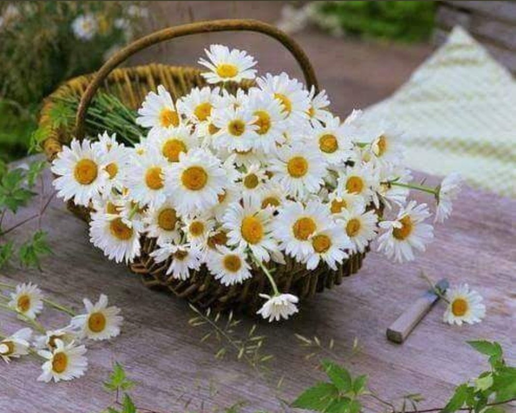 Ромашка Амелия