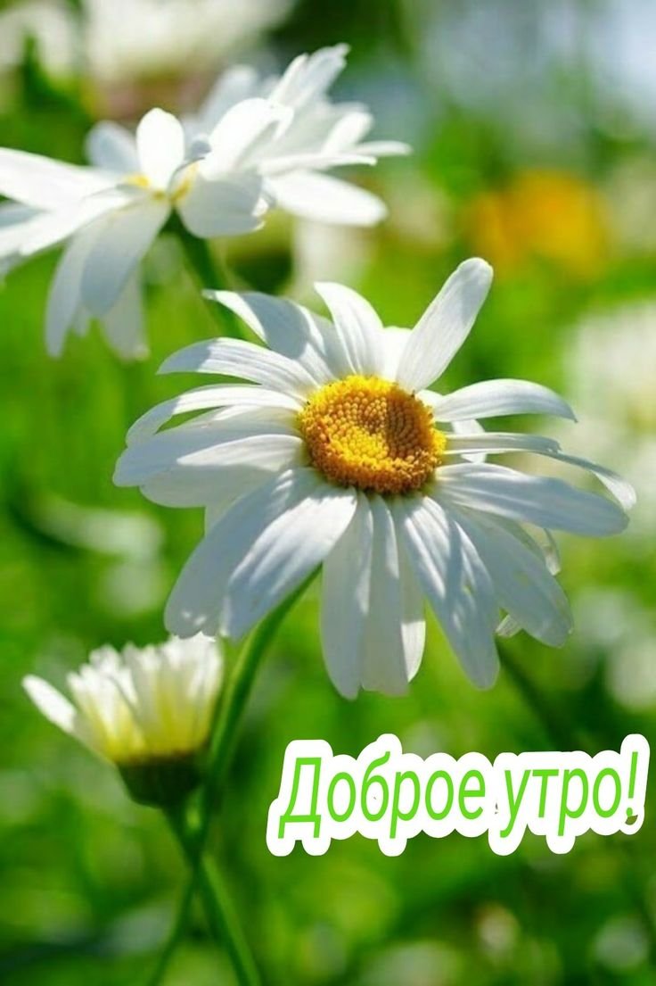 Прекрасные ромашки в природе