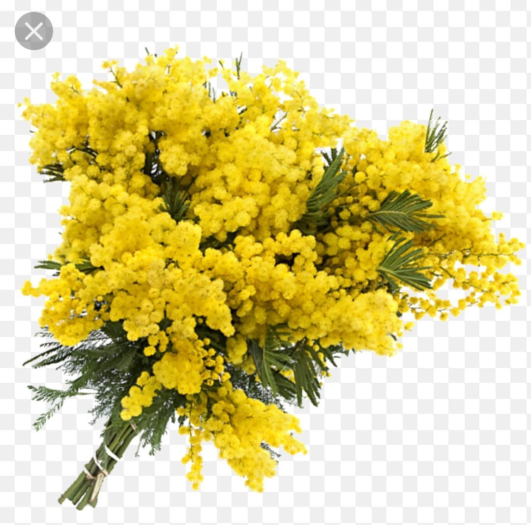 Dark Goldenrod цвет