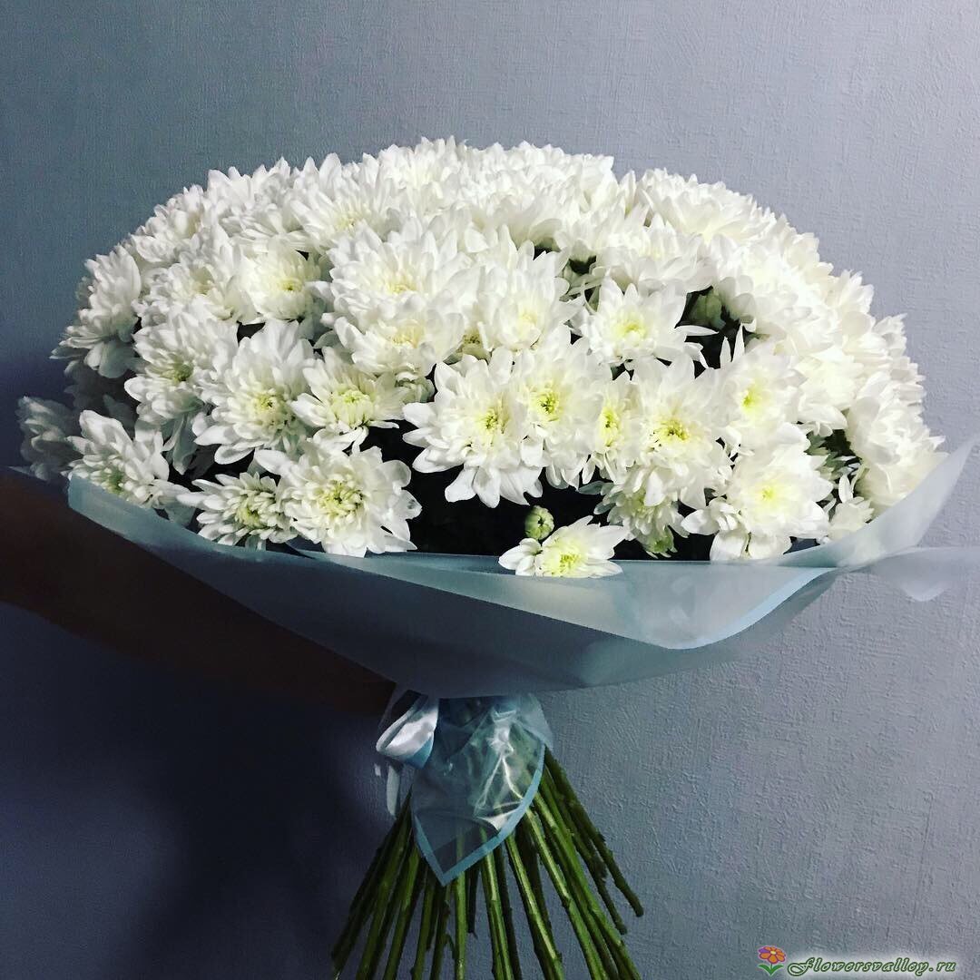 Хризантема одноголовая белая