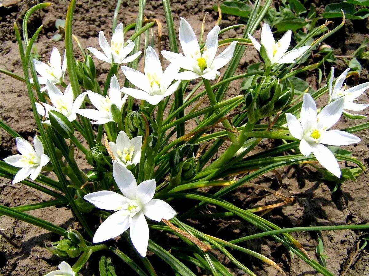 Птицемлечник орнитогалум