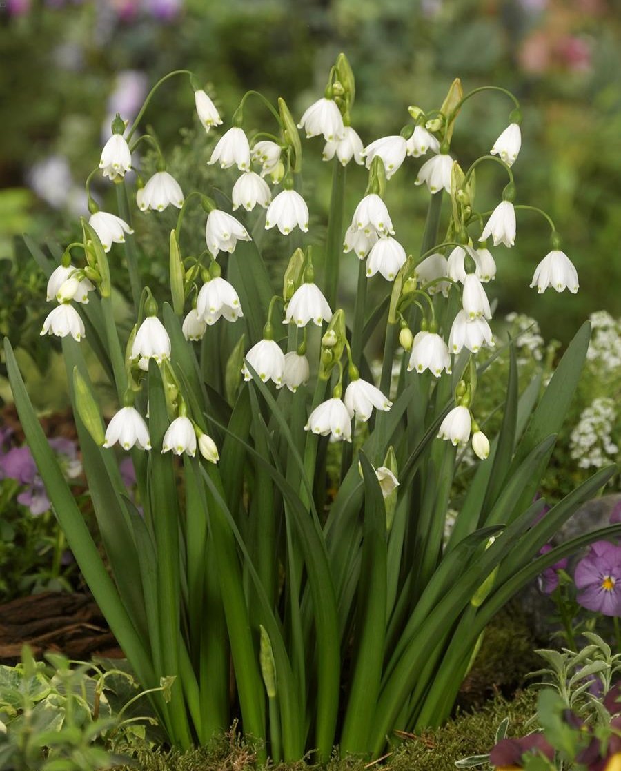 Белоцветник (Leucojum) aestivum