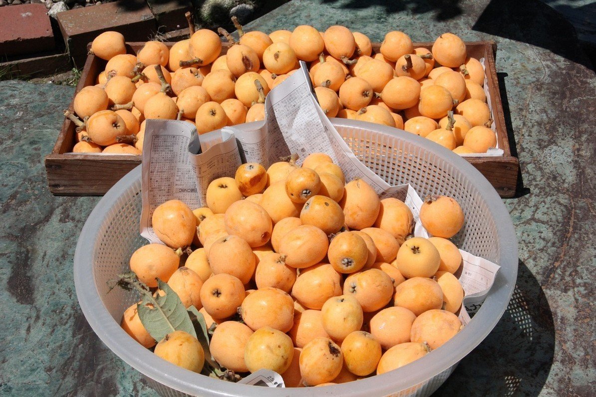 Мушмула Грузинская