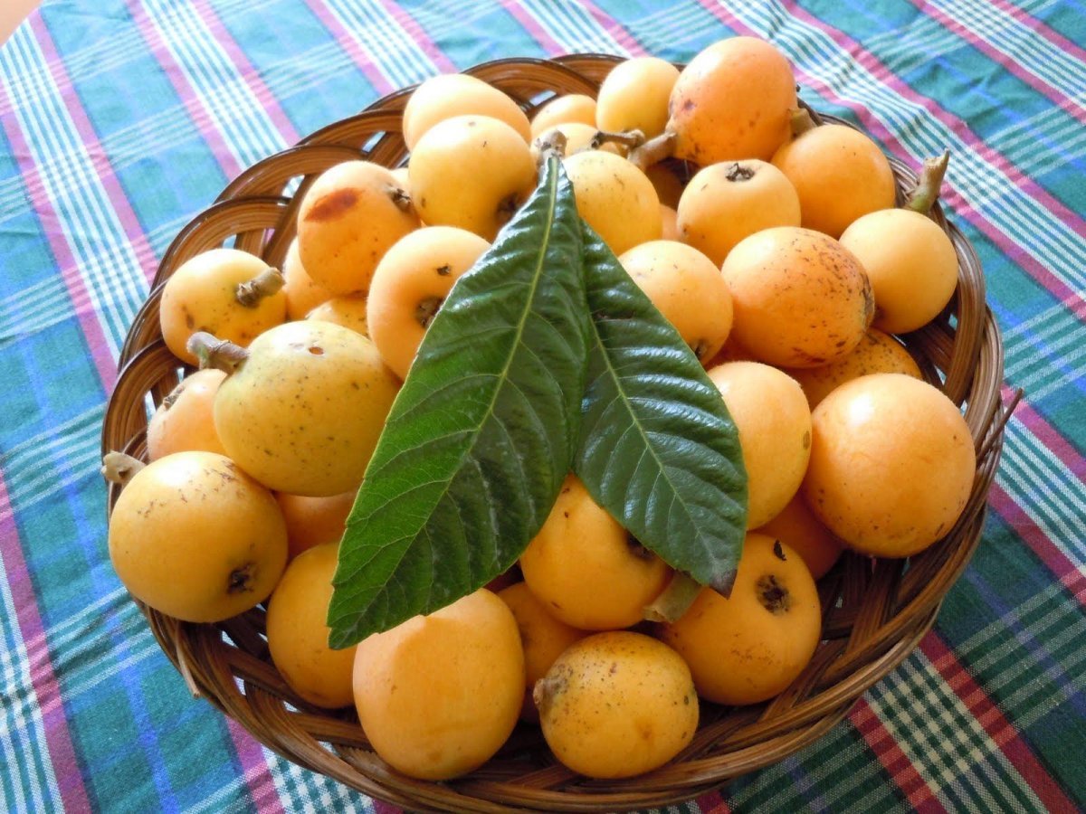 Мушмула японская