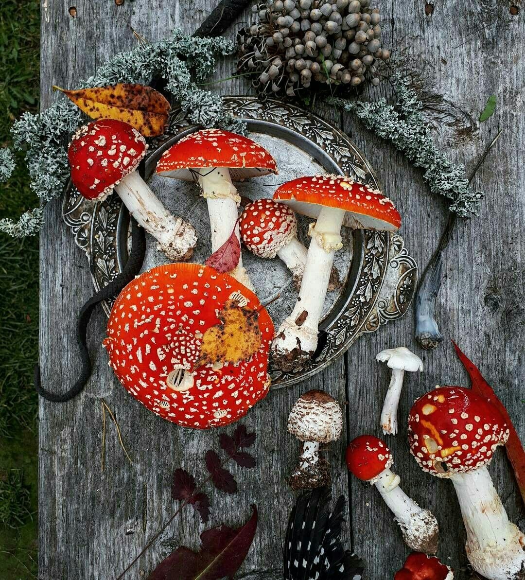 Грибы из меренги