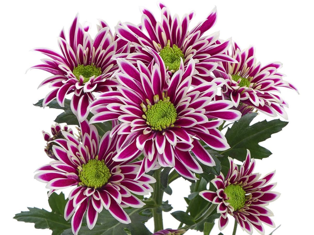 Chrysanthemum Spray Purpetta