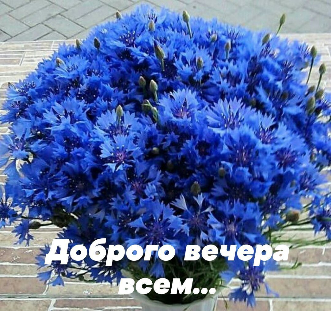 2125 Василек (60 Василек)