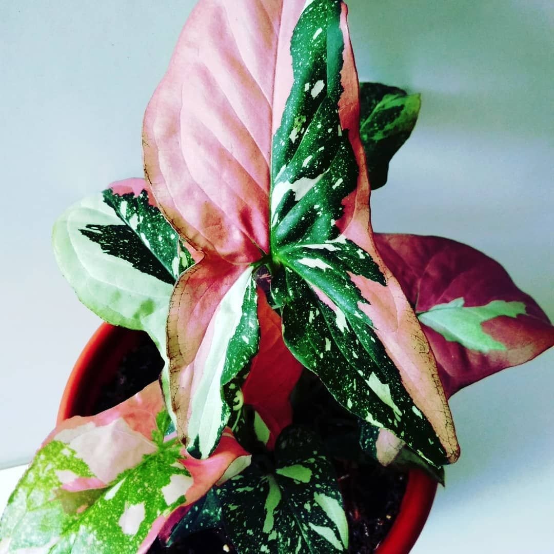 Сингониум Neon robusta