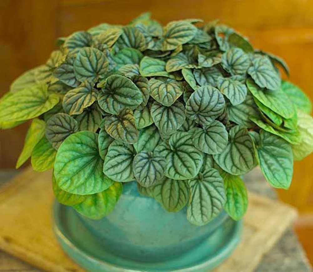 Пеперомия Peperomia griseoargentea
