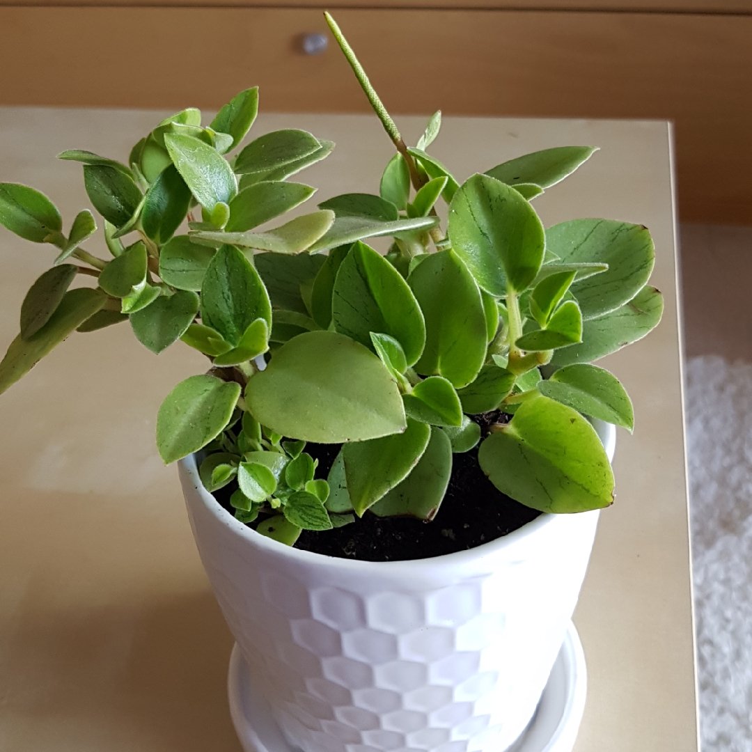 Пеперомия Сандерса (Peperomia sandersii)