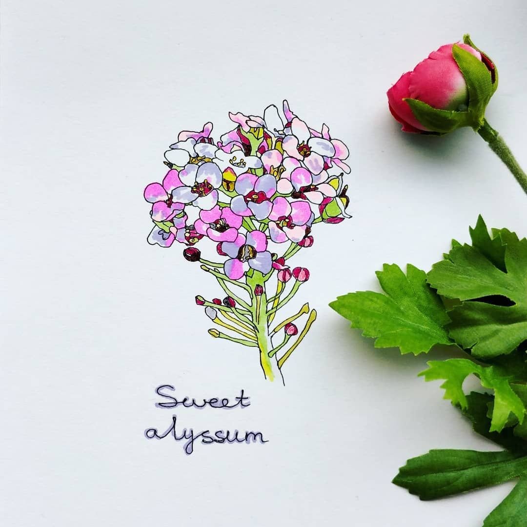 Алиссум ежевичные меренги