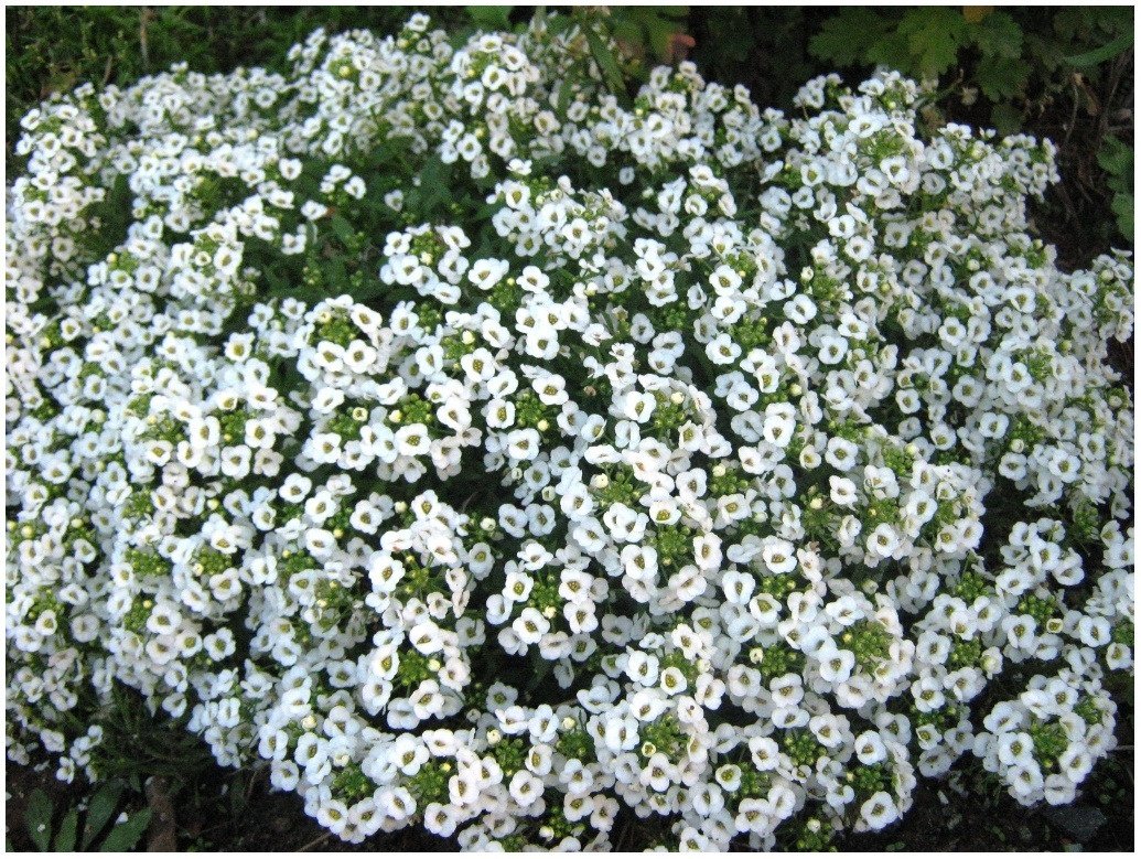 Алиссум Lobularia maritima