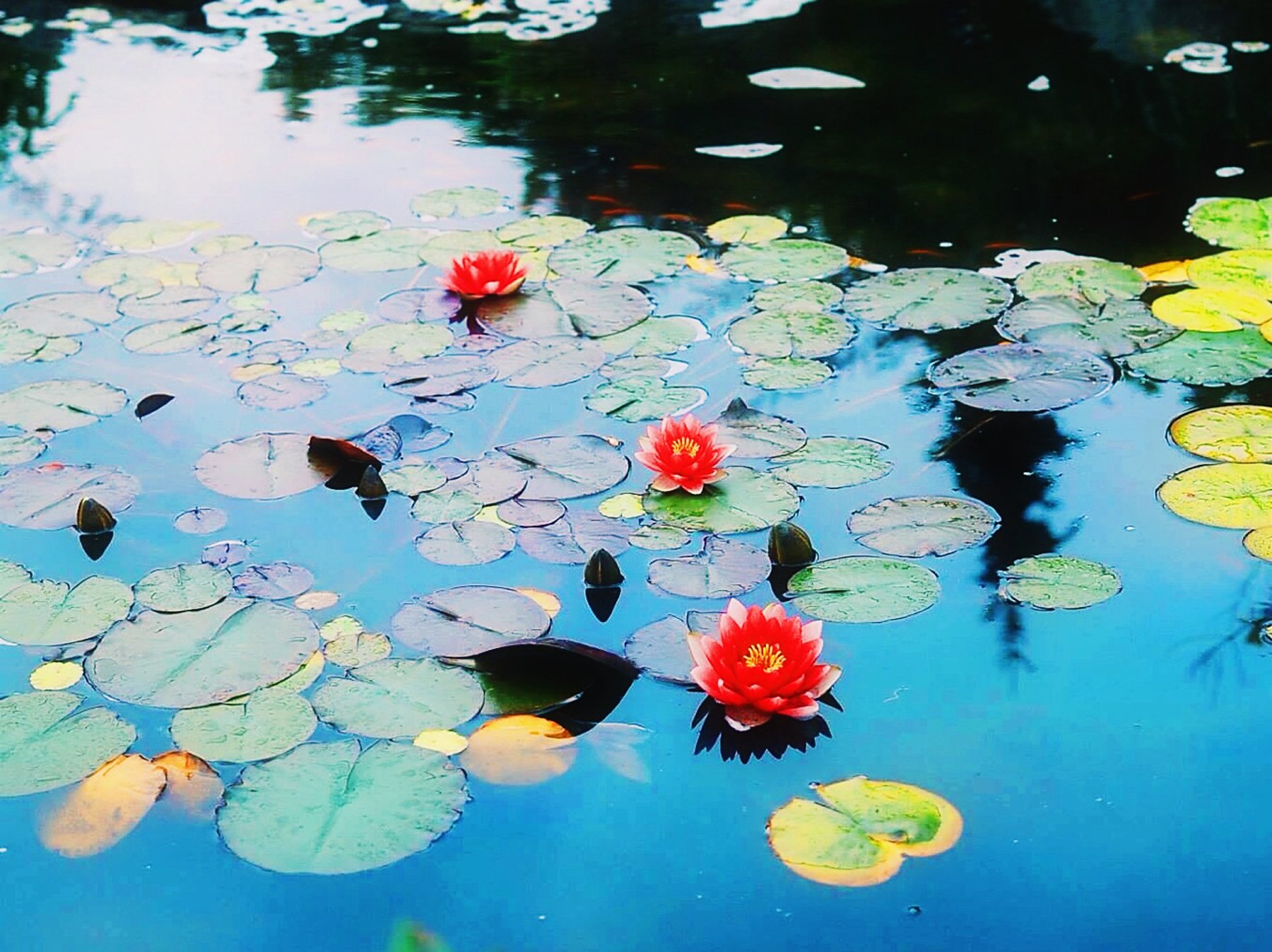 The flowers to water every day. Эстетика цветов в воде. Эстетика вода с цветами. Водяные цветы Эстетика. Эстетичные цветы в воде.