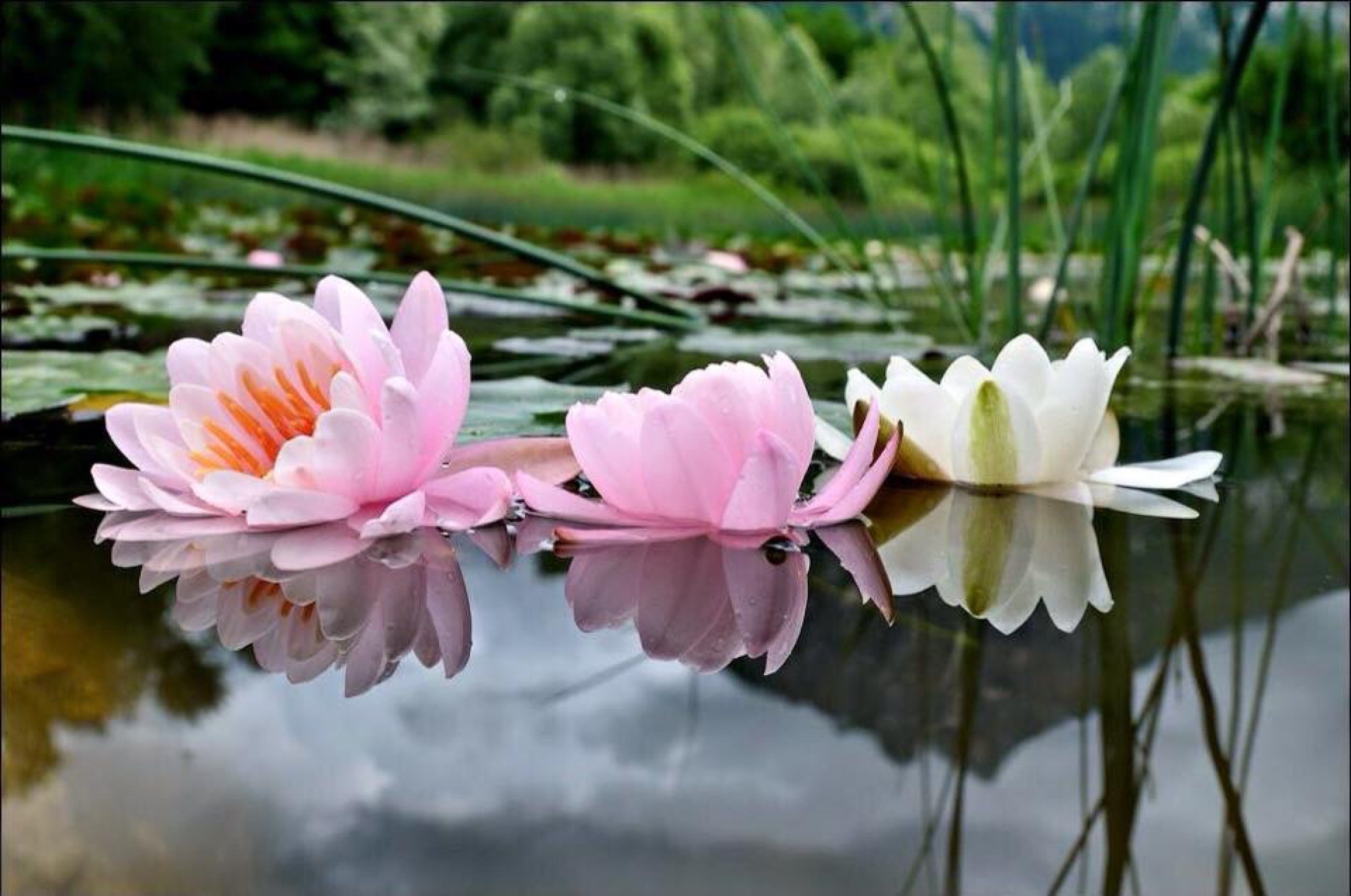 Лилия озерного. Цветы отражение в воде. Цветы на воде. Озеро с цветущими лотосами. Озеро с кувшинками.