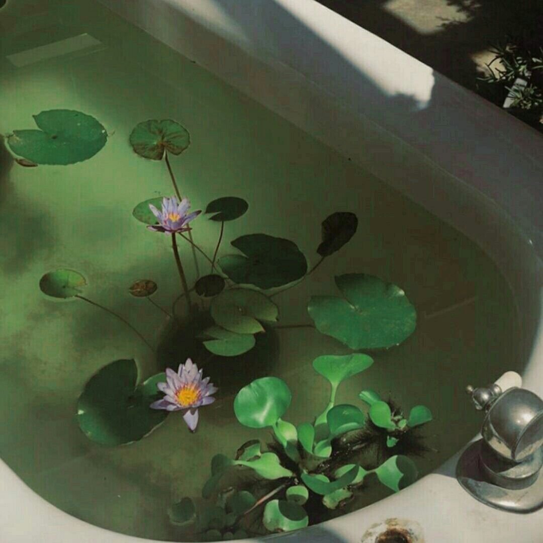 Цветы на воде