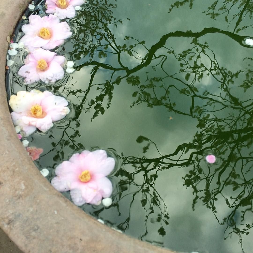 Цветочная Эстетика в воде