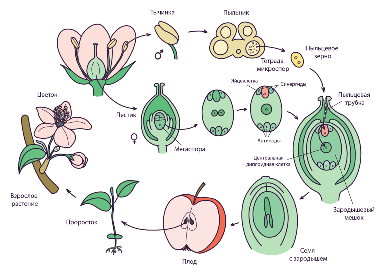 Последовательность появления покрытосеменных. Цикл покрытосеменных схема. Жизненный цикл покрытосеменных растений схема. Жизненный цикл цветковых растений схема. Жизненный цикл покрытосеменных растений рисунок.