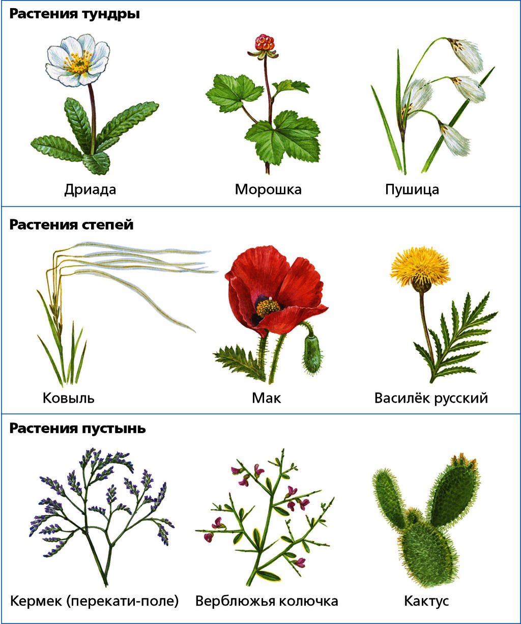 Примеры про растения. Растения примеры. Название цветковых растений. Растения примеры названия. Цветковые растения названия.