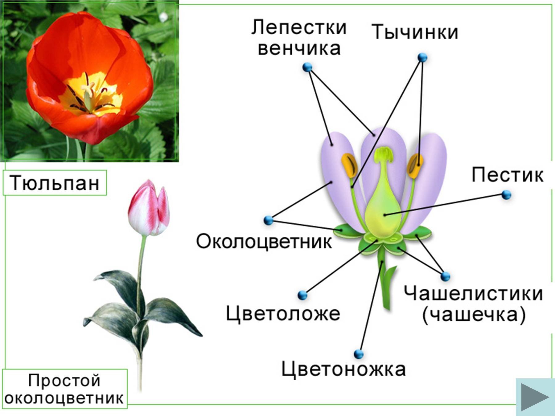 Цветок состоит из околоцветника тычинок. Венчик чашечка околоцветник пестик. Схема цветка тюльпана биология. Цветоножка цветоложе околоцветник чашечка венчик. Чашелистики пестик тычинки венчик.