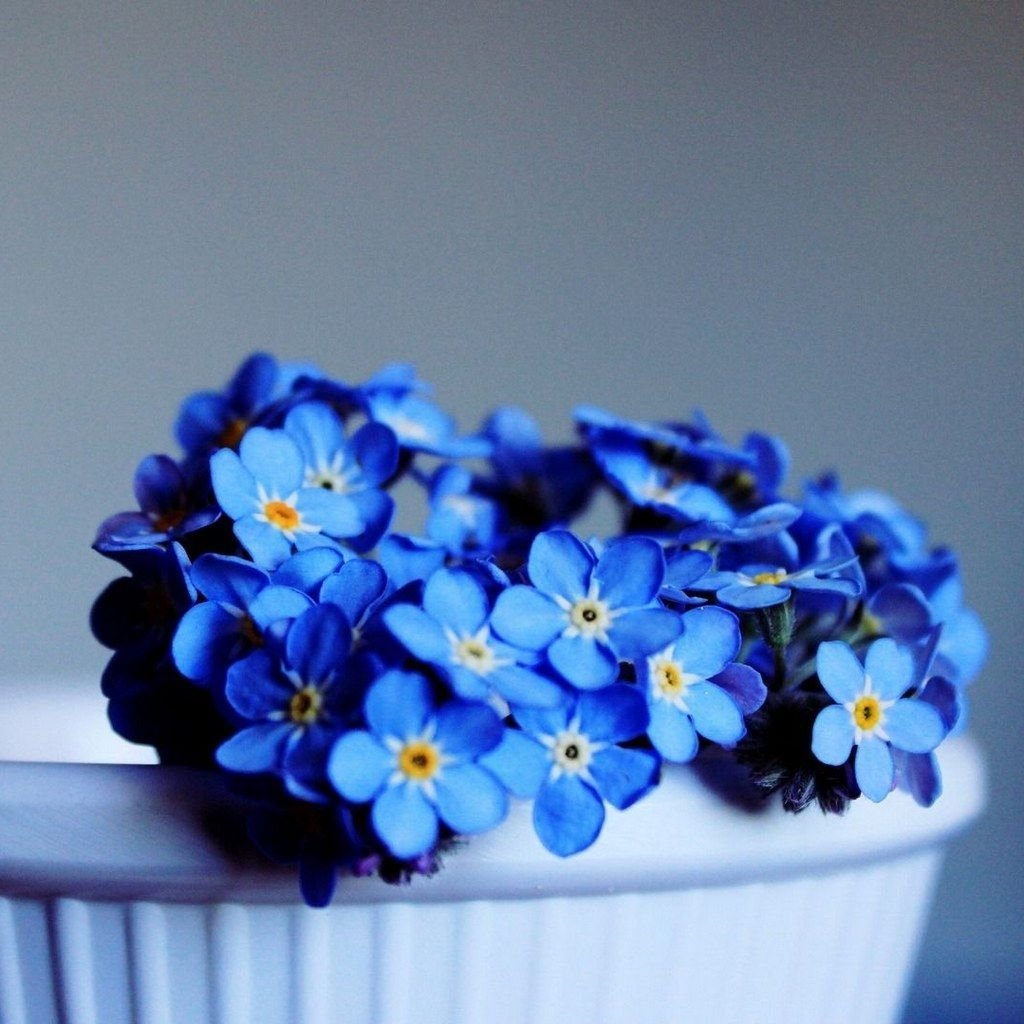 Маленькие синие цветы