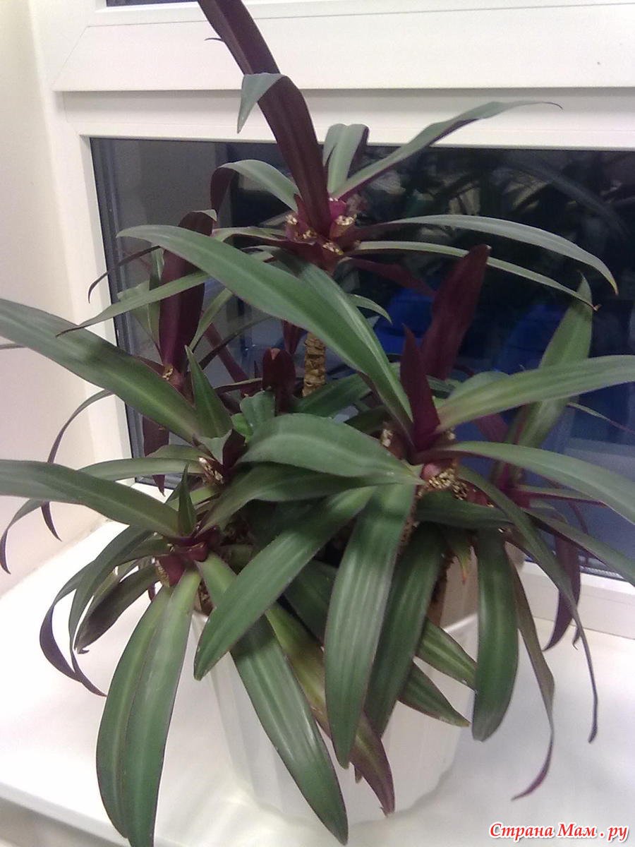 Рео (Рео) покрывальчатое / Rhoeo spathacea