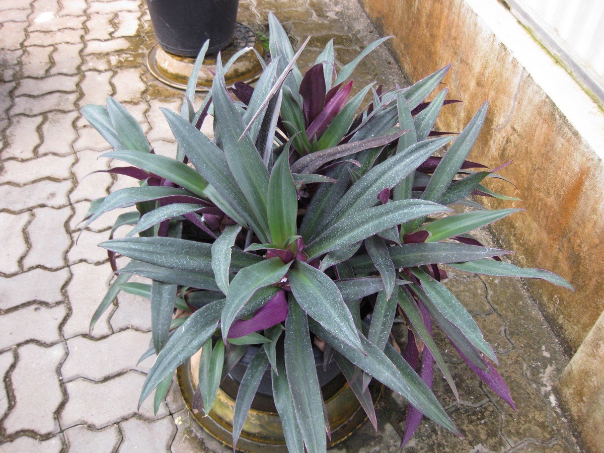 Традесканция spathacea