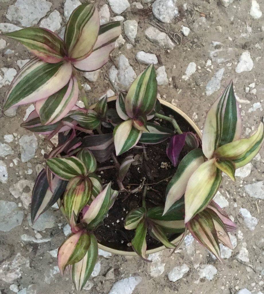 Традесканция покрывальчатая (Tradescantia spathacea)