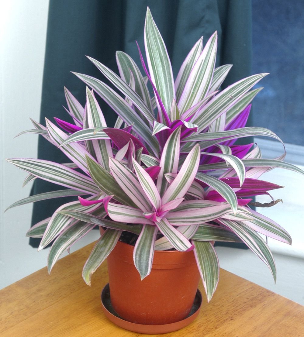Рео discolor Stripe in Pink