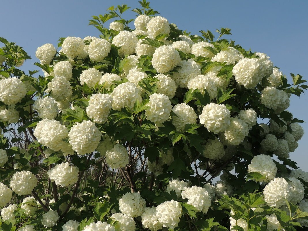 Калина бульденеж куст