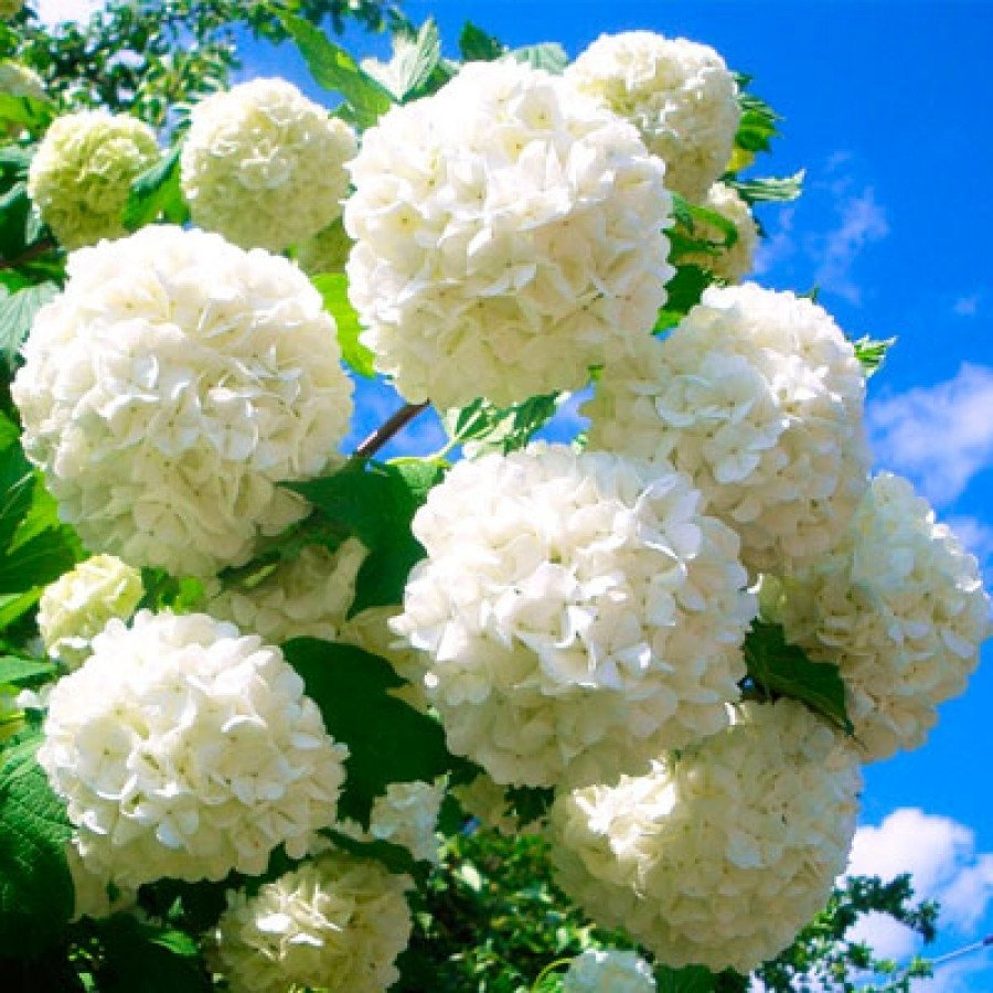 Калина Цветущая бульденеж