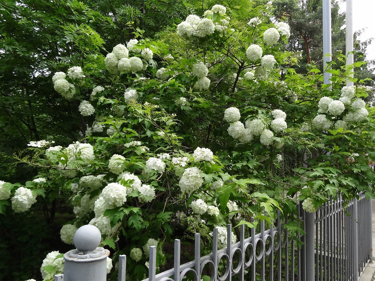 Калина бульденеж