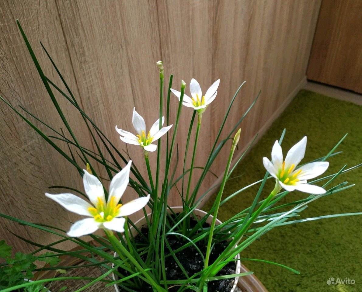 Зефирантес ГАНДАМ
