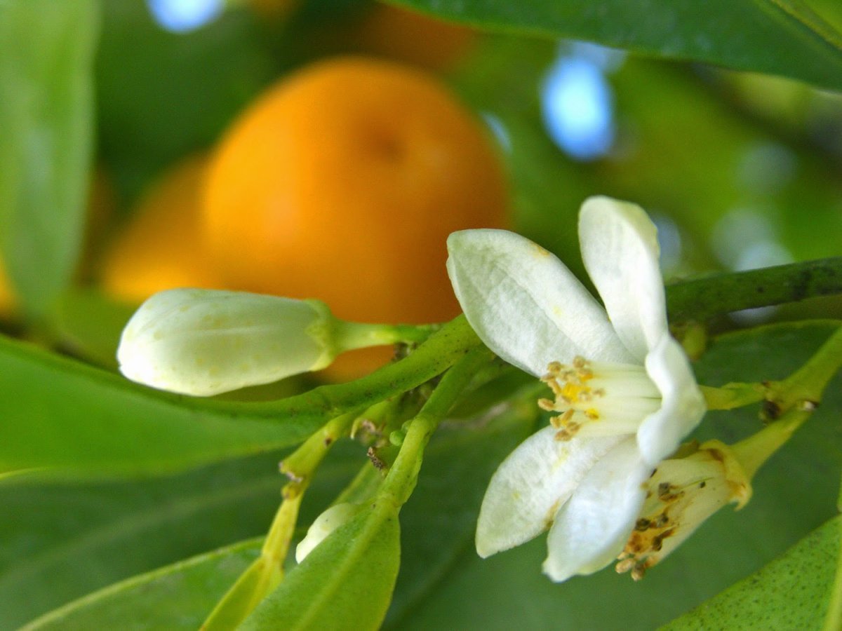 Neroli absolute