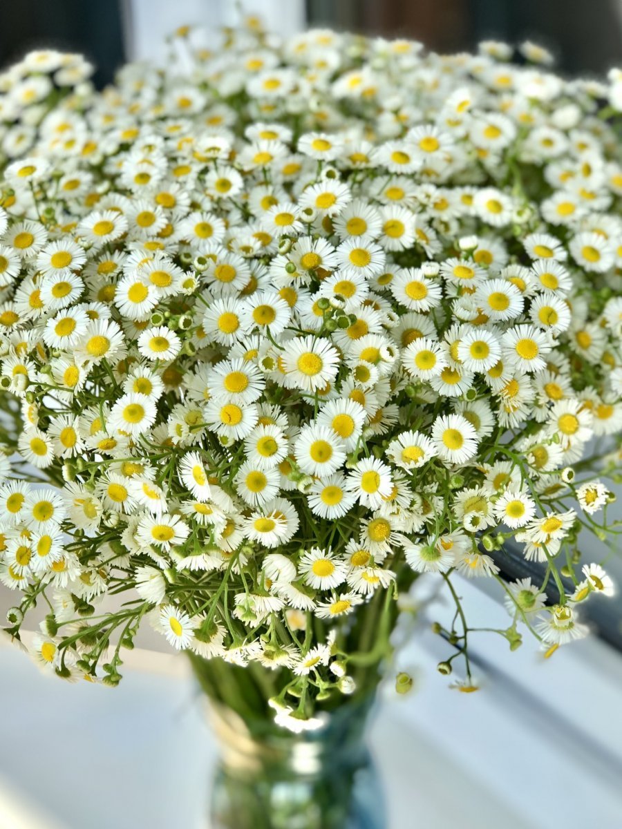 Пижма обыкновенная (Tanacetum vulgare)