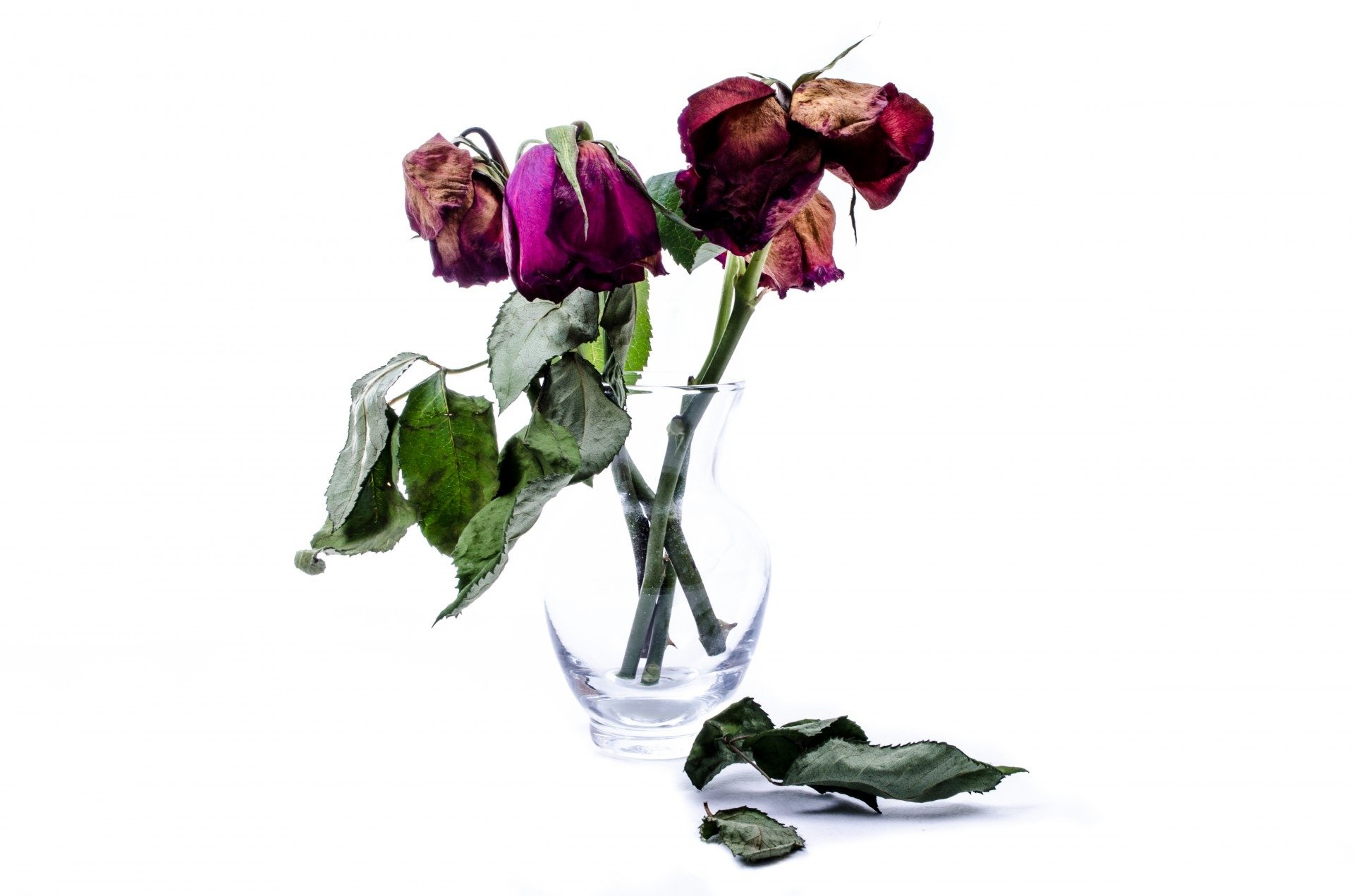 Почему вянут розы в вазе. Увядший цветок. Засохшие цветы. Увядший букет. Засохшие цветы в вазе.