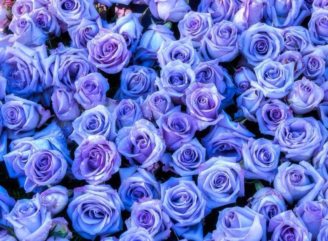 Цветы синие розы