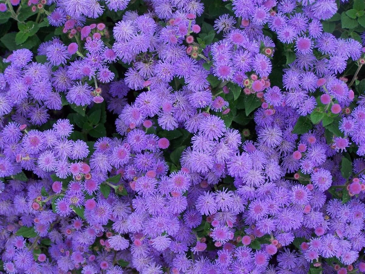 Многолетний цветок с сиреневыми цветами фото с названиями