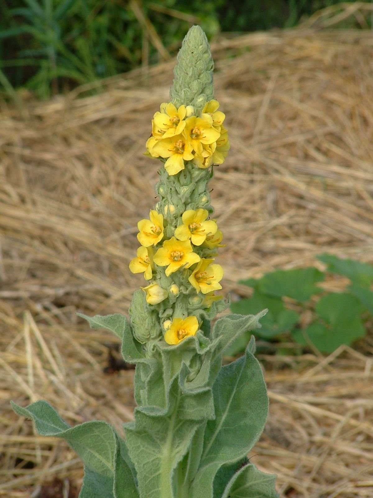 Verbascum Thapsus коровяк обыкновенный