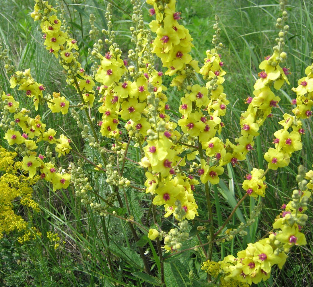 Коровяк Тараканий ( Verbascum blattaria l.)