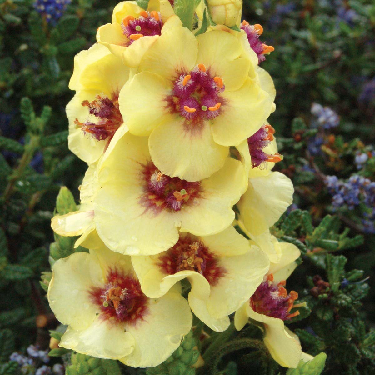 Коровяк Медвежье ухо ( Verbascum Thapsus l.)