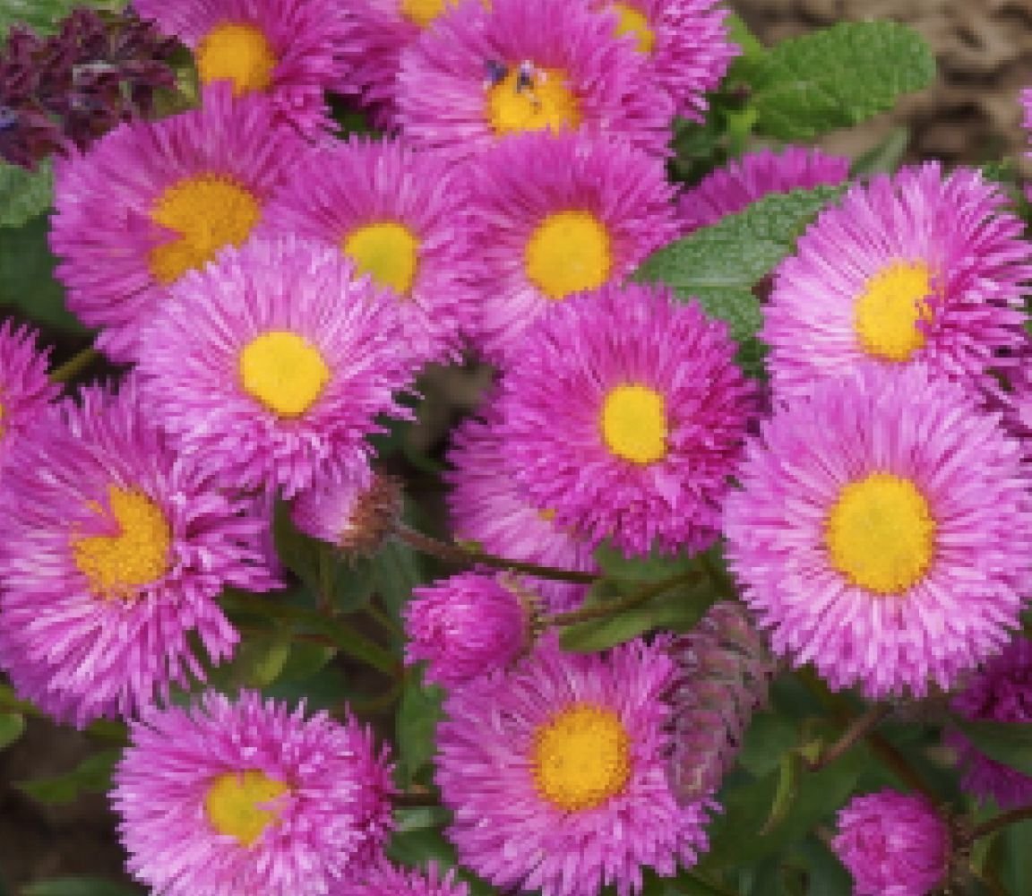 Эригерон трифидус Erigeron trifidus