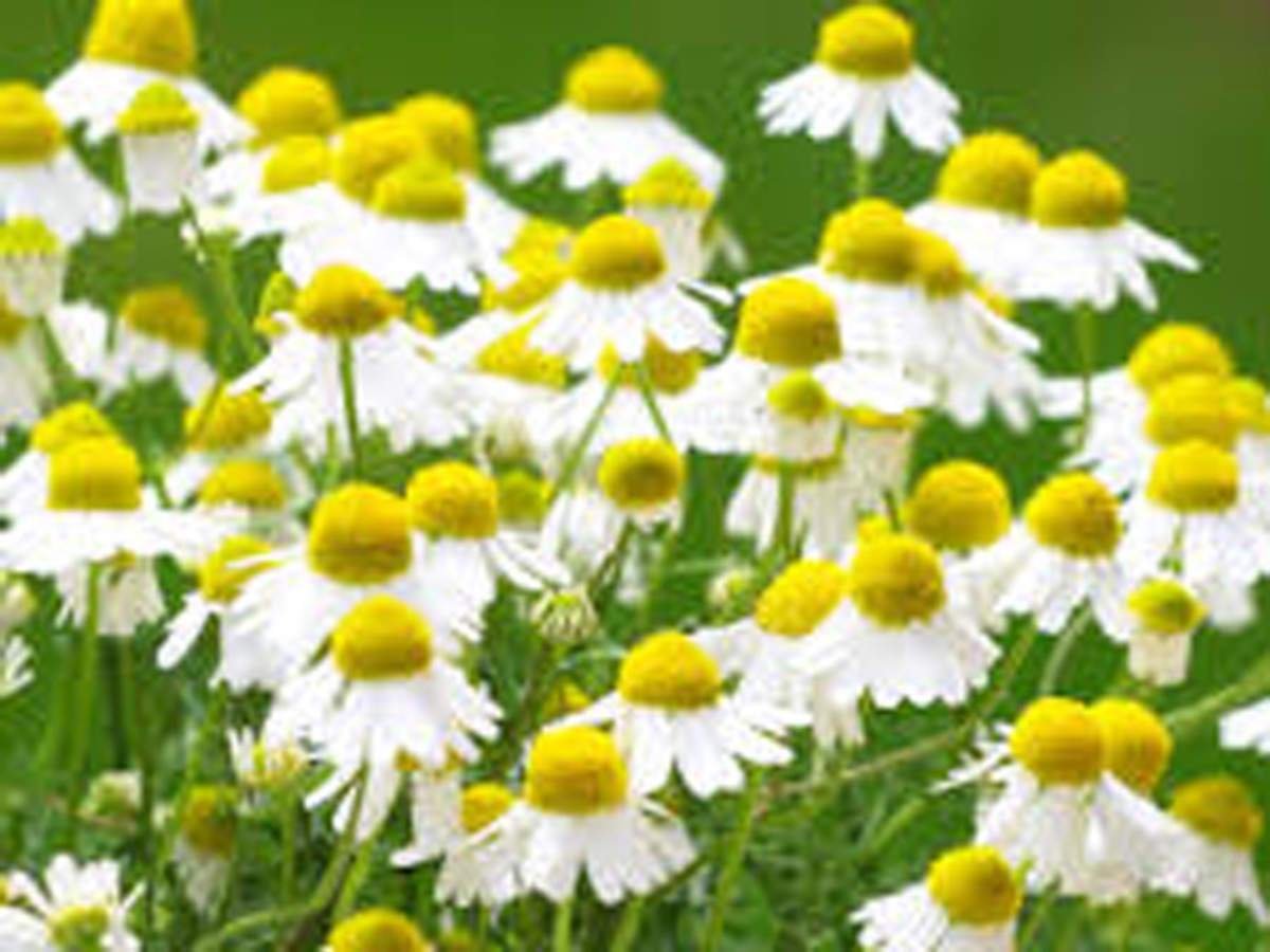 Пиретрум parthenium