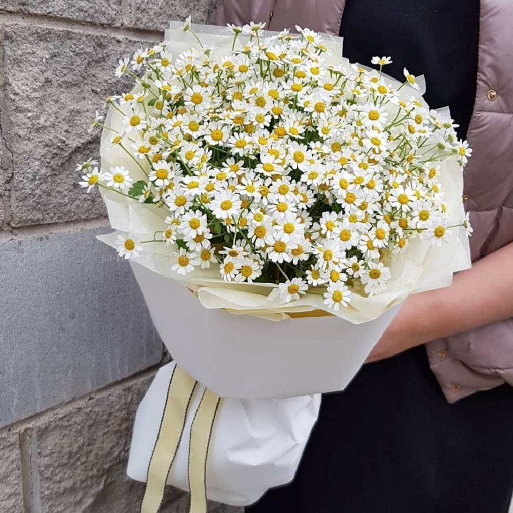 Танацетум Камилла