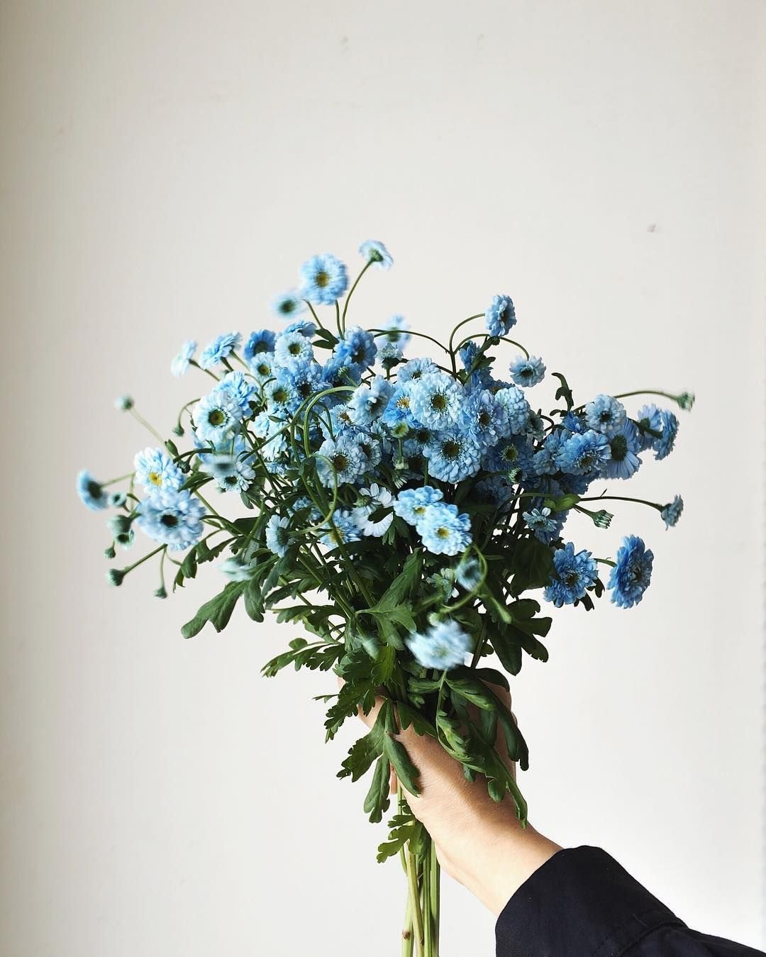 473 Katherine natural/Blue