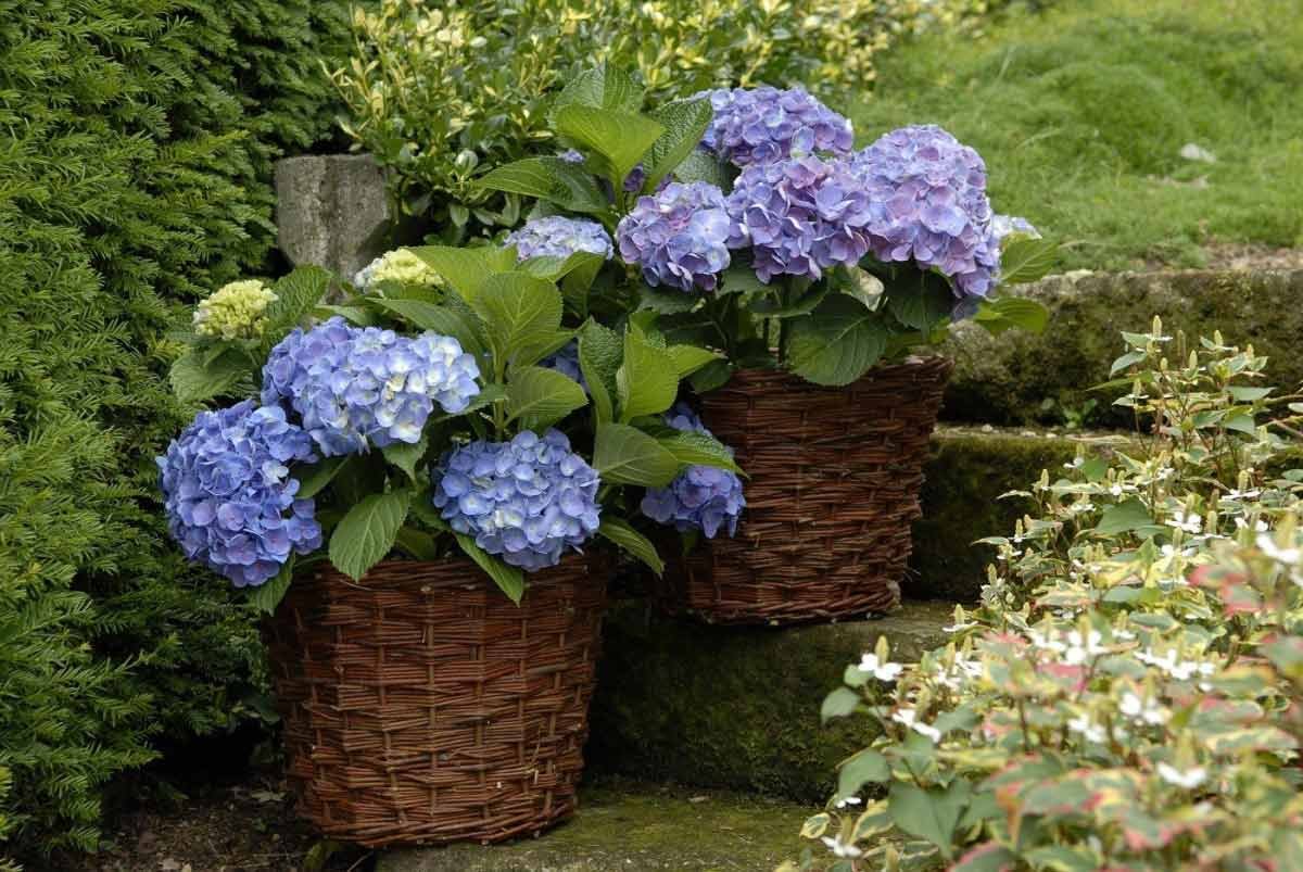 Гортензия крупнолистная Blauer Zwerg