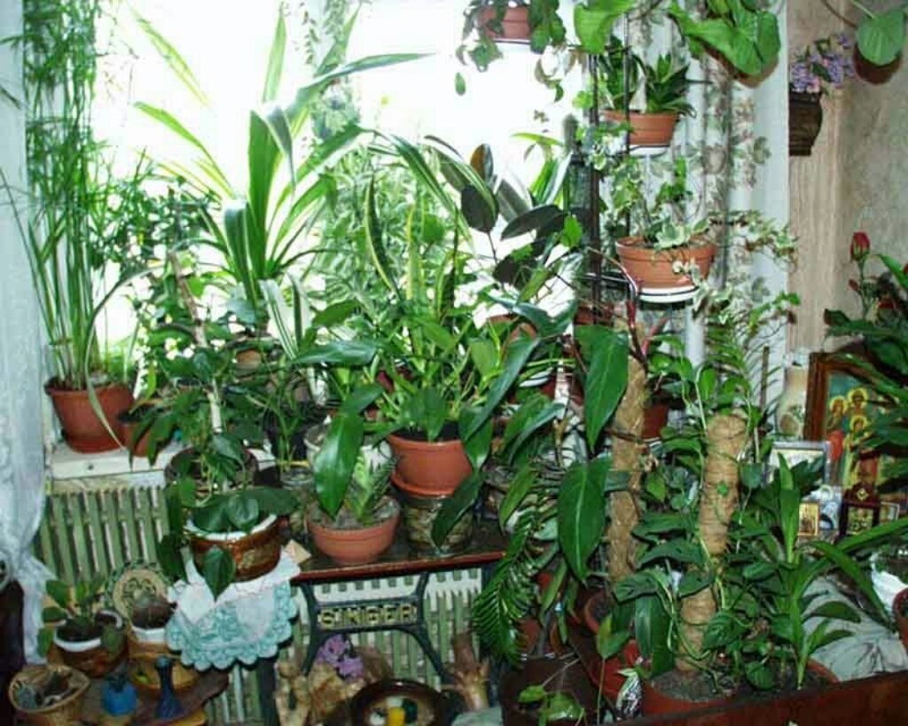 Хона гуллари