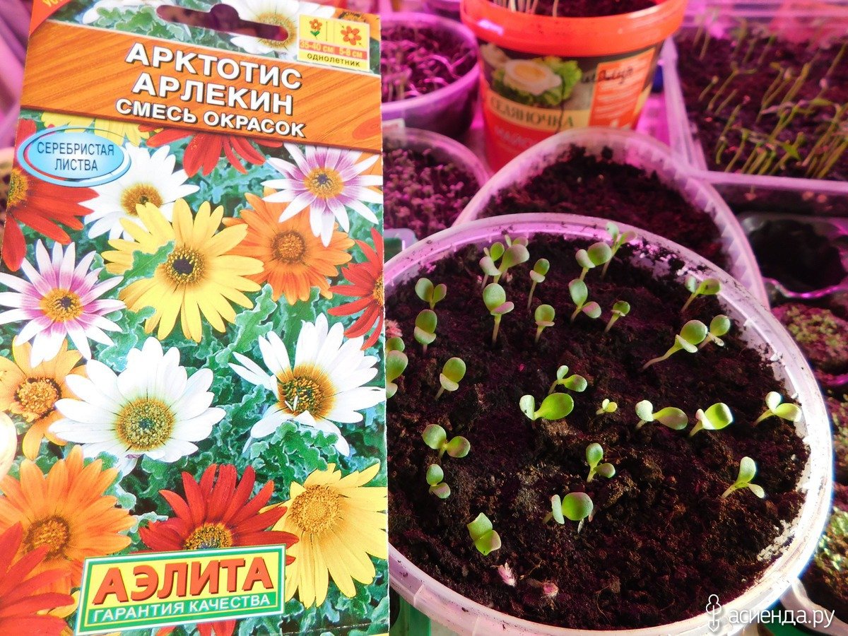 Арктотис всходы